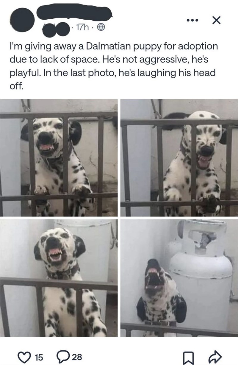 17h. ☑ I'm giving away a Dalmatian puppy for adoption due to lack of space. He's not aggressive, he's playful. In the last photo, he's laughing his head off. 15 > 28 ☐ D