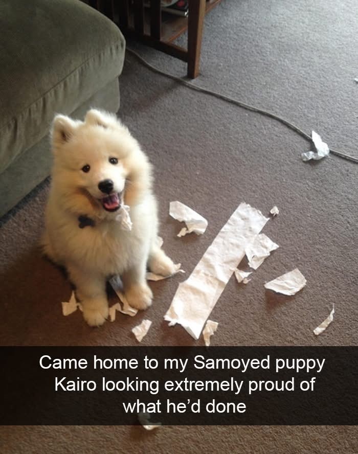 Came home to my Samoyed puppy Kairo looking extremely proud of what he'd done