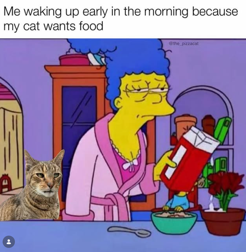 Me waking up early in the morning because my cat wants food @the_pizzacat