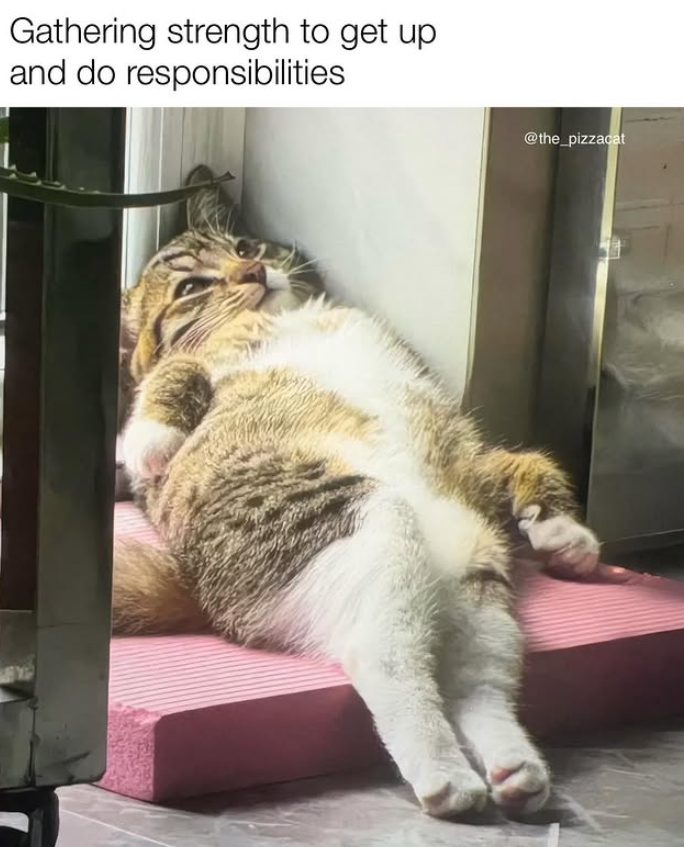 Gathering strength to get up and do responsibilities @the_pizzacat