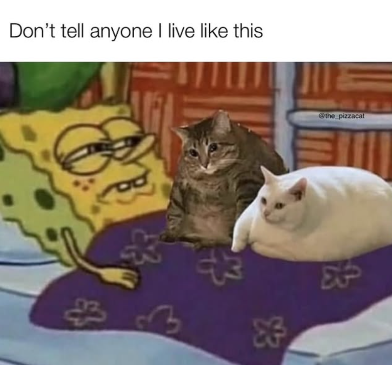 Don't tell anyone I live like this @the_pizzacat At