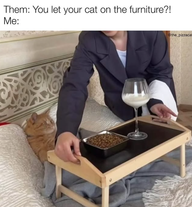 Them: You let your cat on the furniture?! Me: @the_pizzacat