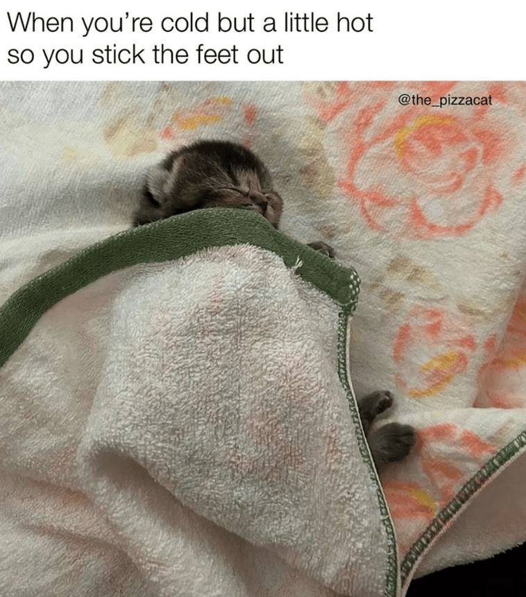 When you're cold but a little hot so you stick the feet out @the_pizzacat