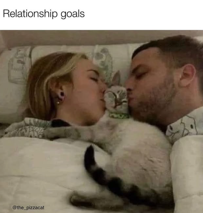 Relationship goals @the_pizzacat