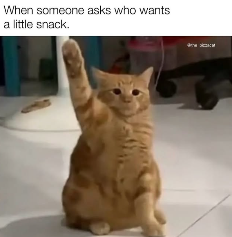 When someone asks who wants a little snack. @the_pizzacat