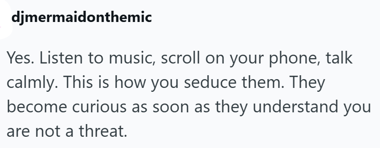 djmermaidonthemic Yes. Listen to music, scroll on your phone, talk calmly. This is how you seduce them. They become curious as soon as they understand you are not a threat.