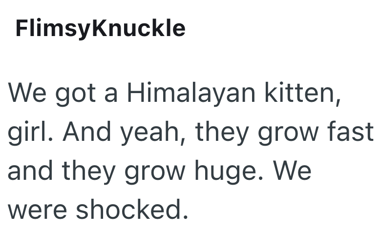 FlimsyKnuckle We got a Himalayan kitten, girl. And yeah, they grow fast and they grow huge. We were shocked.