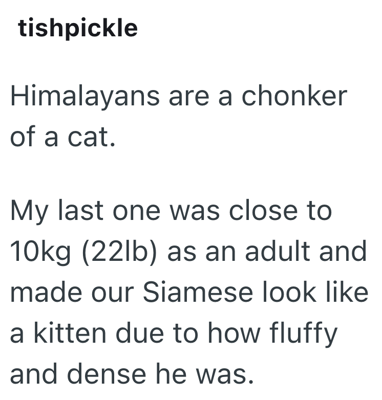 tishpickle Himalayans are a chonker of a cat. My last one was close to 10kg (22lb) as an adult and made our Siamese look like a kitten due to how fluffy and dense he was.