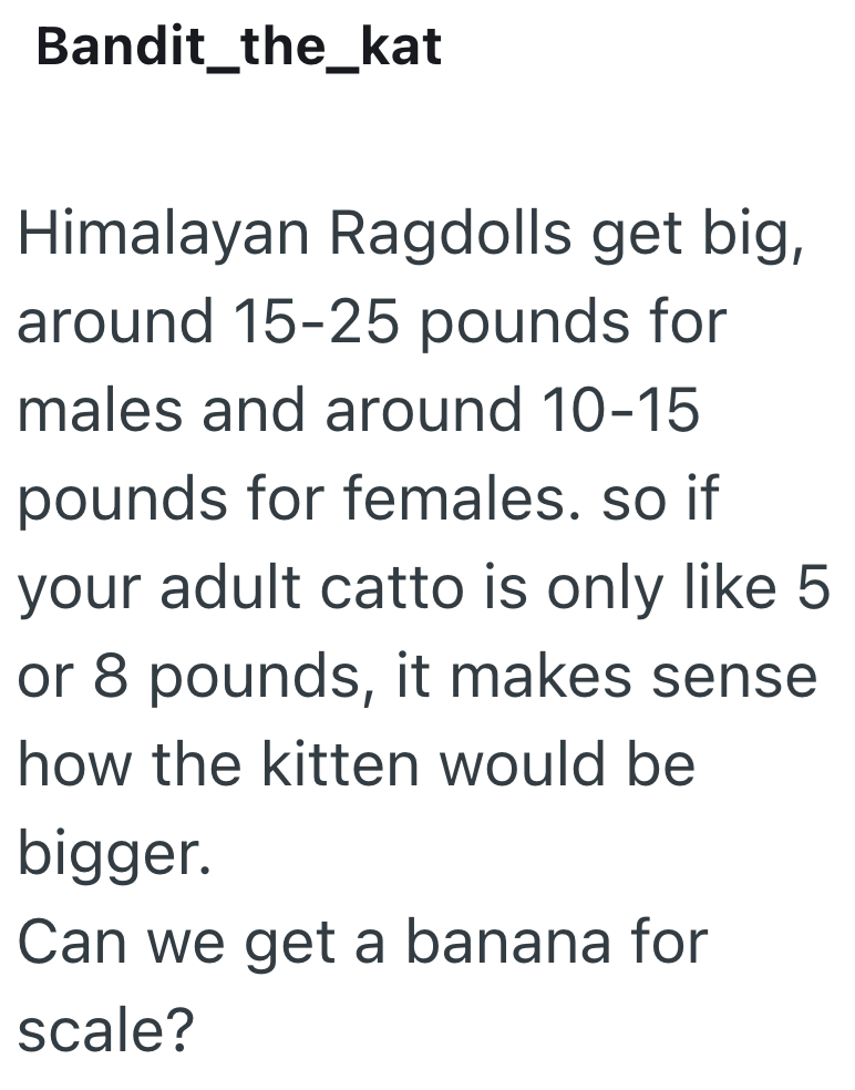 Bandit_the_kat Himalayan Ragdolls get big, around 15-25 pounds for males and around 10-15 pounds for females. so if your adult catto is only like 5 or 8 pounds, it makes sense how the kitten would be bigger. Can we get a banana for scale?