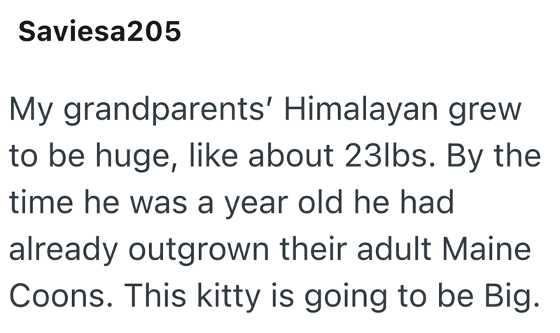 Saviesa205 My grandparents' Himalayan grew to be huge, like about 23lbs. By the time he was a year old he had already outgrown their adult Maine Coons. This kitty is going to be Big.