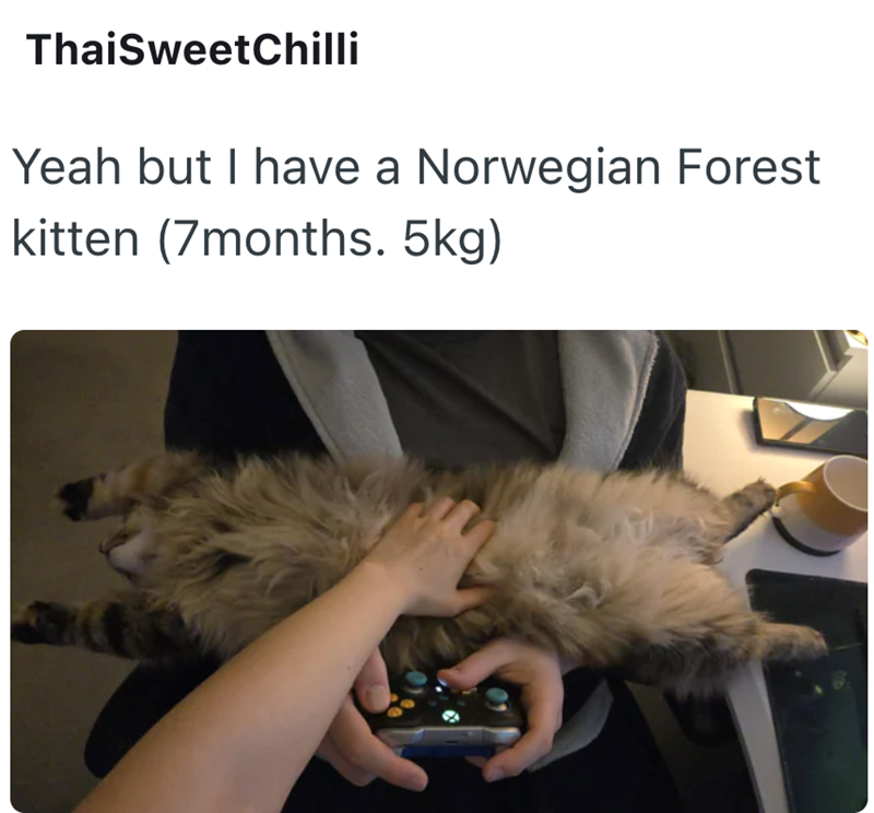 ThaiSweetChilli Yeah but I have a Norwegian Forest kitten (7months. 5kg)