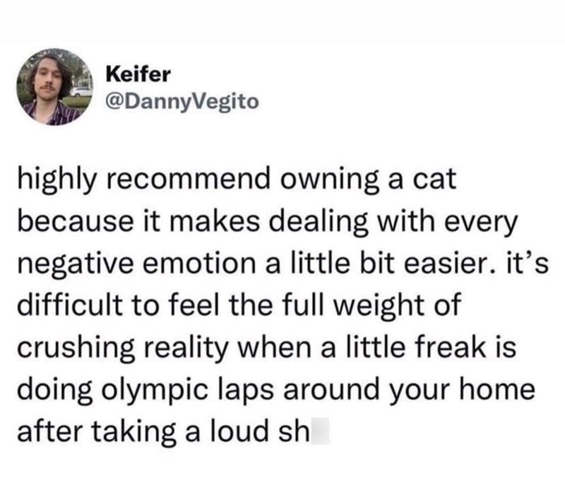 Keifer @DannyVegito highly recommend owning a cat because it makes dealing with every negative emotion a little bit easier. it's difficult to feel the full weight of crushing reality when a little freak is doing olympic laps around your home after taking a loud sh