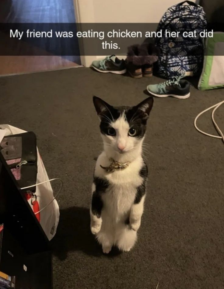 My friend was eating chicken and her cat did this.