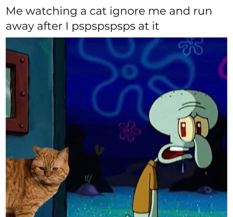 Me watching a cat ignore me and run away after I pspspspsps at it S