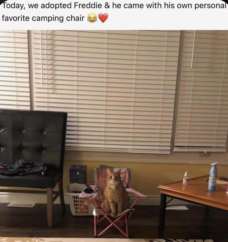 Today, we adopted Freddie & he came with his own personal favorite camping chair
