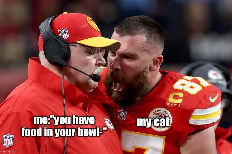 FL NFL imgflip.com me:"you have food in your bowl-" my cat 87 80 C
