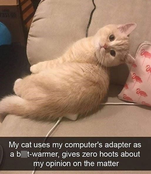 735100 2 My cat uses my computer's adapter as a b t-warmer, gives zero hoots about my opinion on the matter
