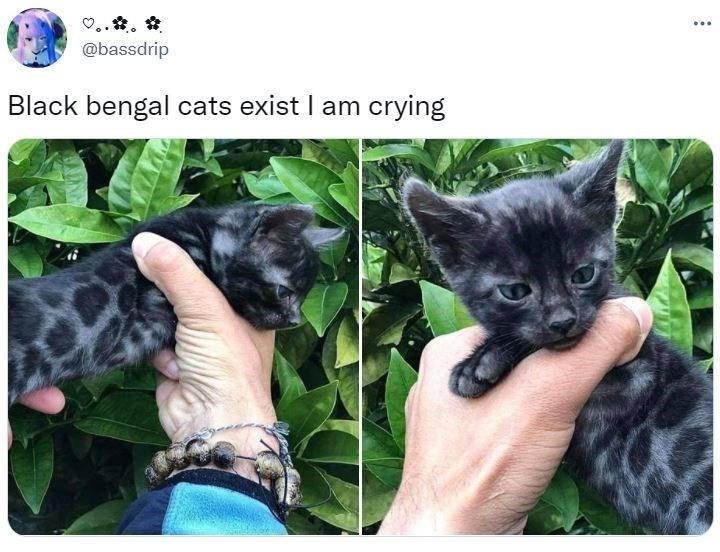 @bassdrip Black bengal cats exist I am crying