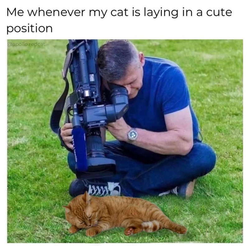 Me whenever my cat is laying in a cute position @apollo.redcat