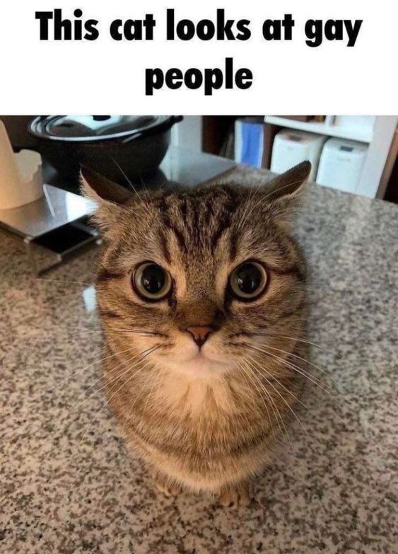 This cat looks at gay people