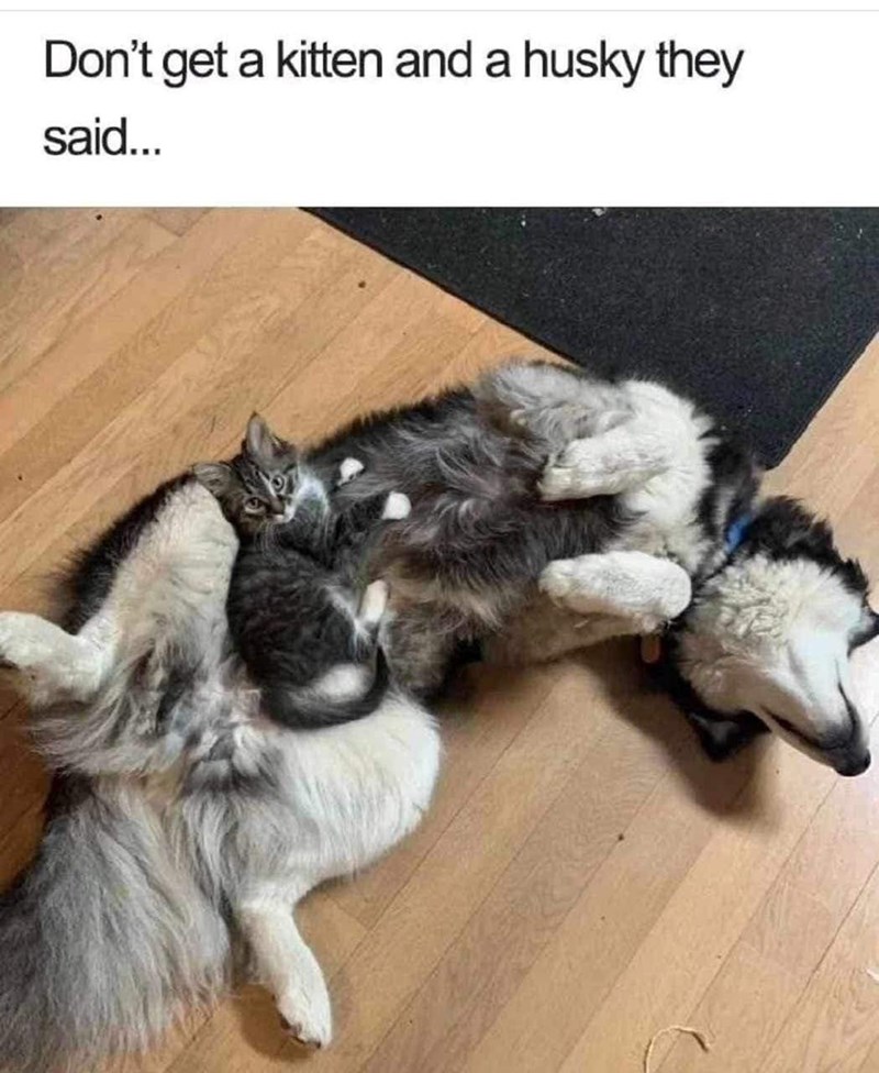 Don't get a kitten and a husky they said...