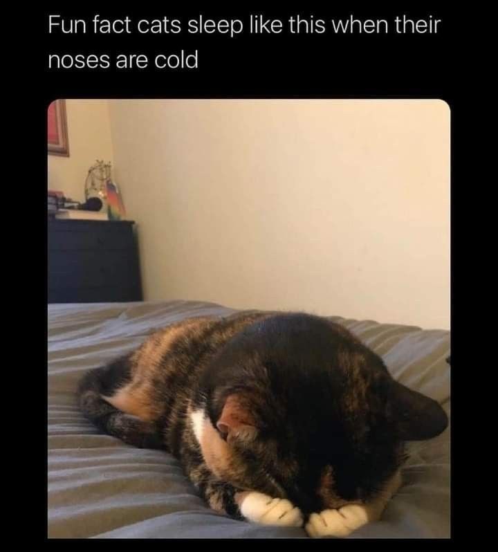 Fun fact cats sleep like this when their noses are cold