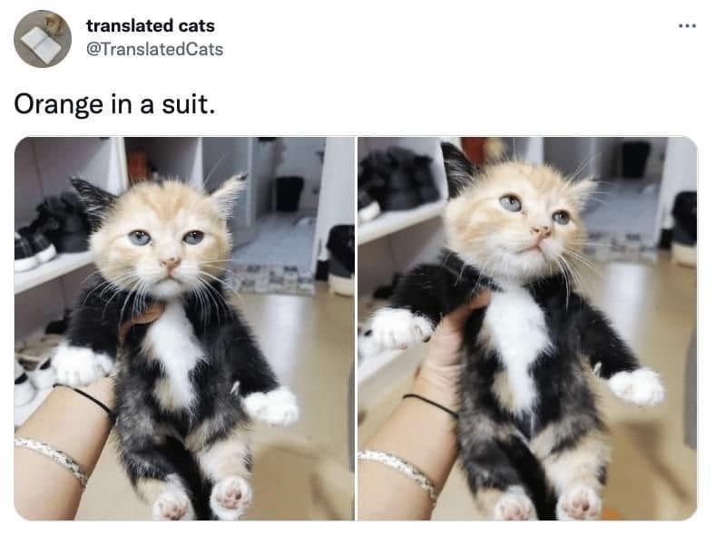 translated cats @TranslatedCats Orange in a suit.