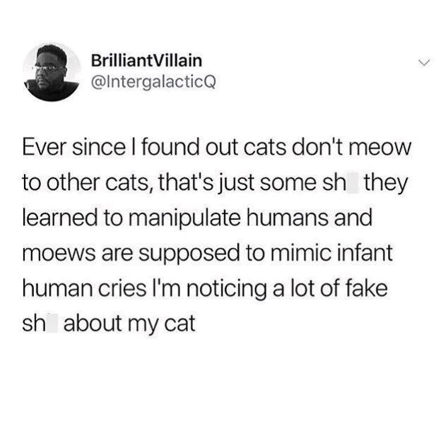 Brilliant Villain @IntergalacticQ Ever since I found out cats don't meow to other cats, that's just some sh they learned to manipulate humans and moews are supposed to mimic infant human cries I'm noticing a lot of fake sh about my cat