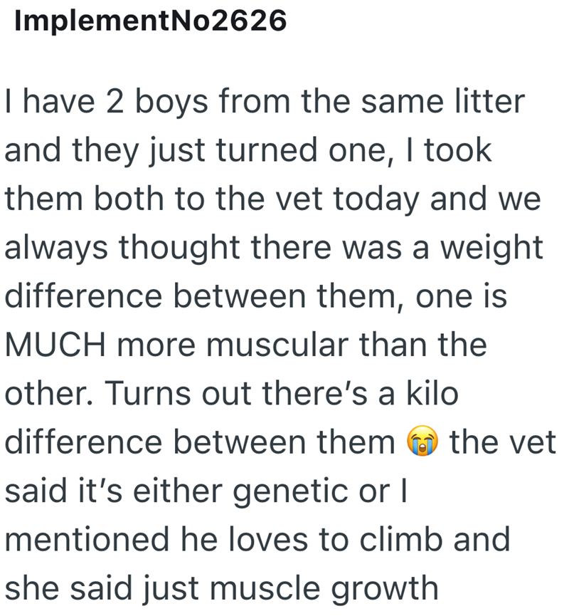 ImplementNo2626 I have 2 boys from the same litter and they just turned one, I took them both to the vet today and we always thought there was a weight difference between them, one is MUCH more muscular than the other. Turns out there's a kilo difference between them said it's either genetic or I the vet mentioned he loves to climb and she said just muscle growth