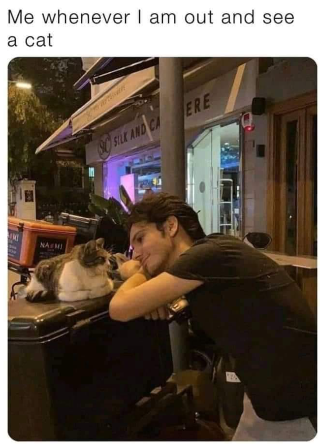 Me whenever I am out and see a cat NAS MI SO 90 SILK AND CA ERE