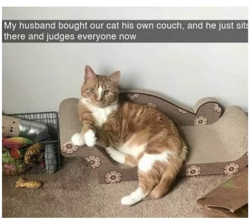 My husband bought our cat his own couch, and he just sits there and judges everyone now