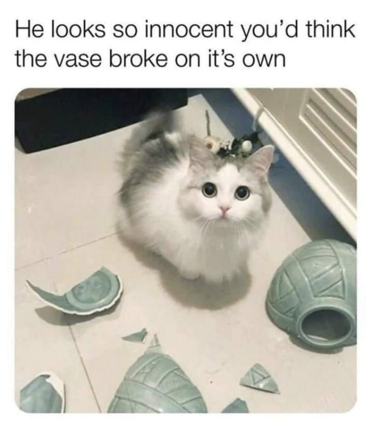 He looks so innocent you'd think the vase broke on it's own