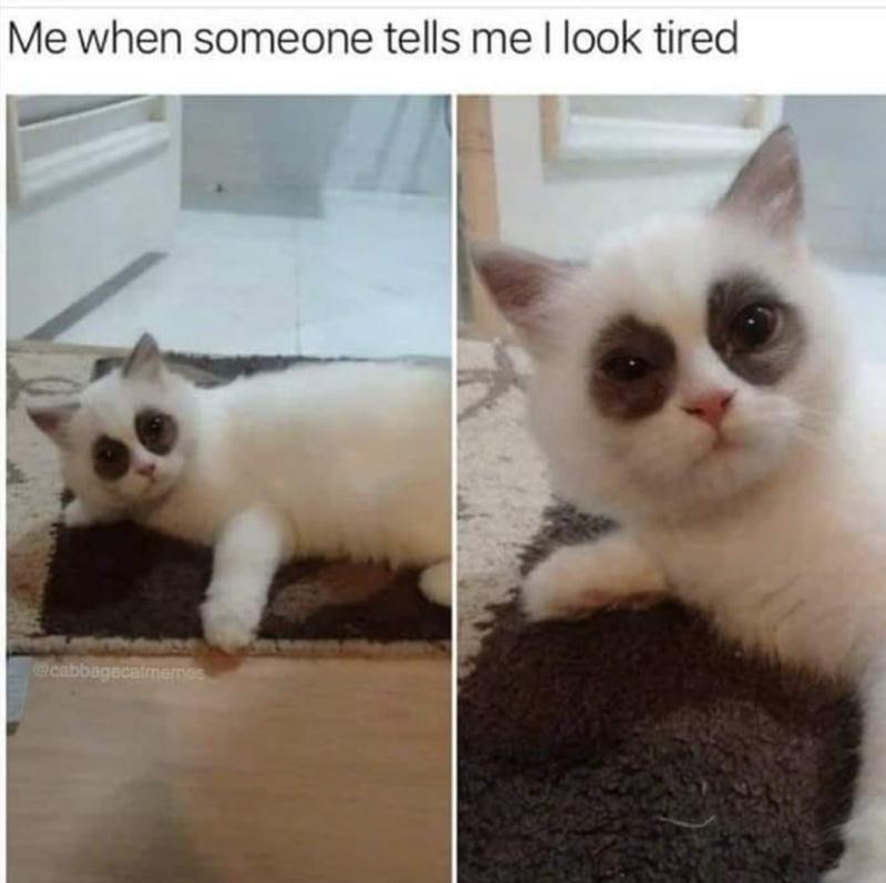 Me when someone tells me I look tired @cabbagecatmemes