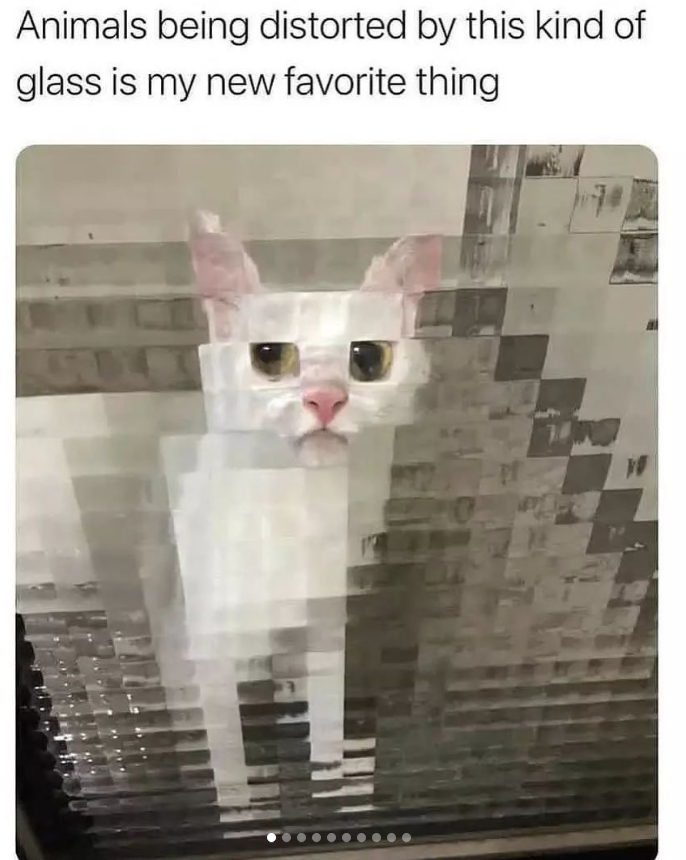 Animals being distorted by this kind of glass is my new favorite thing W