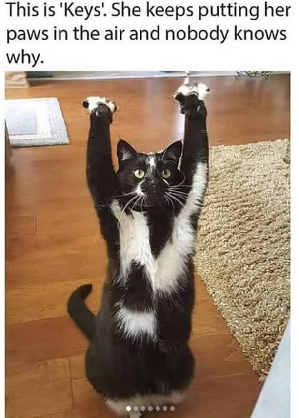 This is 'Keys'. She keeps putting her paws in the air and nobody knows why.