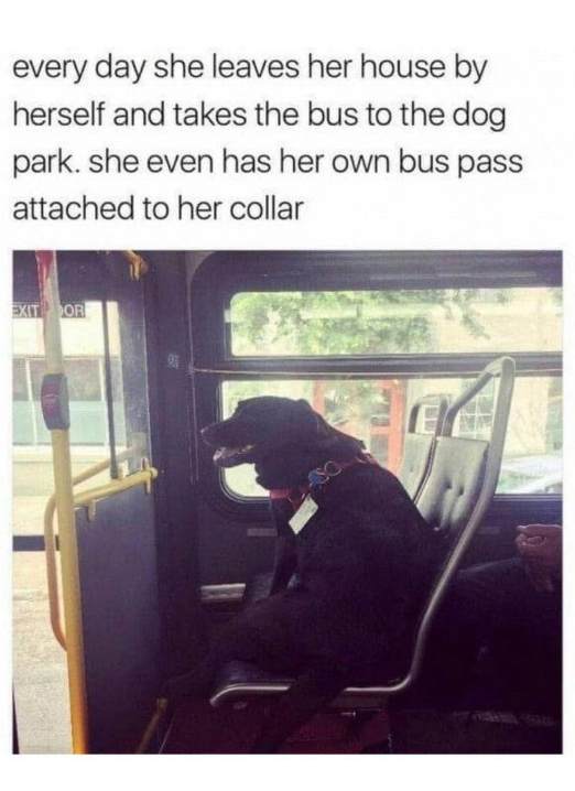 every day she leaves her house by herself and takes the bus to the dog park. she even has her own bus pass attached to her collar EXIT OR
