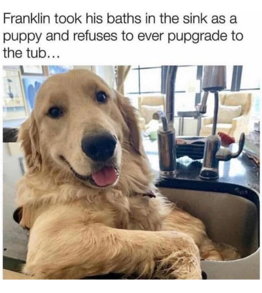 Franklin took his baths in the sink as a puppy and refuses to ever pupgrade to the tub...