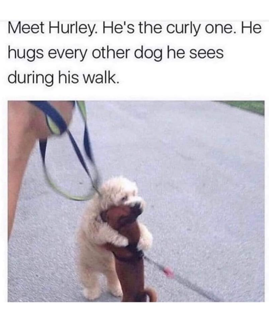 Meet Hurley. He's the curly one. He hugs every other dog he sees during his walk.