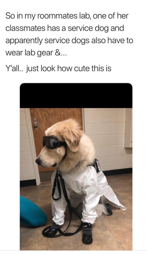 So in my roommates lab, one of her classmates has a service dog and apparently service dogs also have to wear lab gear &... Y'all.. just look how cute this is