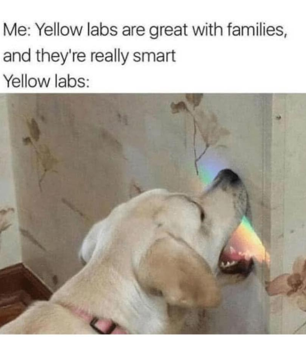 Me: Yellow labs are great with families, and they're really smart Yellow labs: