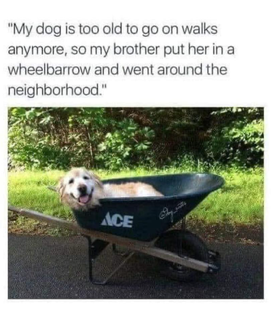 "My dog is too old to go on walks anymore, so my brother put her in a wheelbarrow and went around the neighborhood." ACE