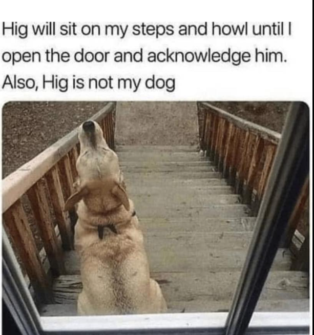 Hig will sit on my steps and howl until I open the door and acknowledge him. Also, Hig is not my dog