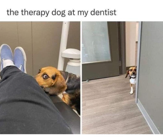 the therapy dog at my dentist