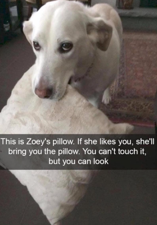 This is Zoey's pillow. If she likes you, she'll bring you the pillow. You can't touch it, but you can look