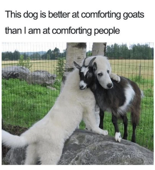 This dog is better at comforting goats than I am at comforting people