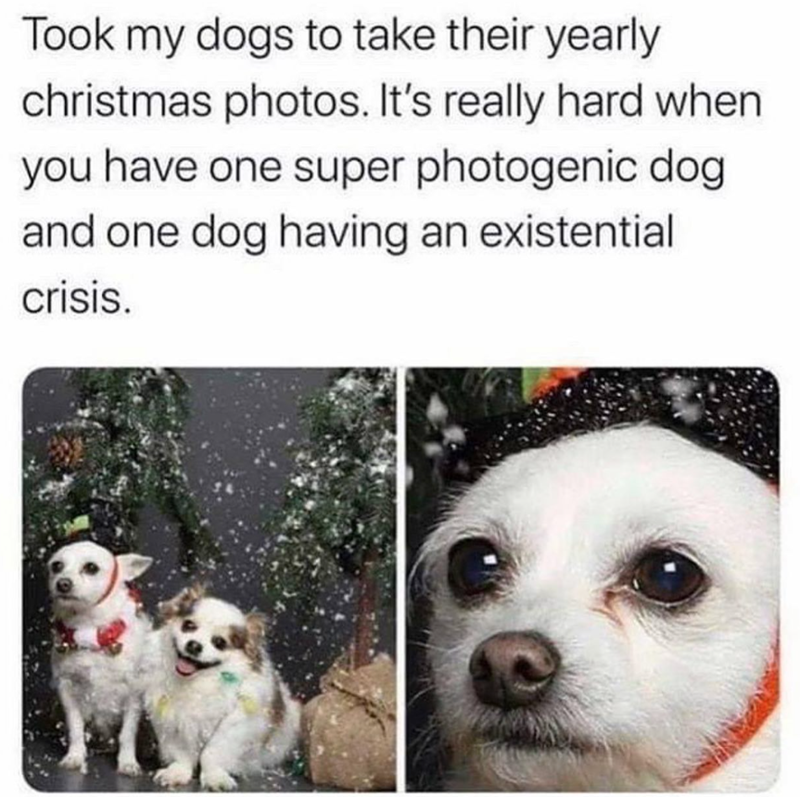 Took my dogs to take their yearly christmas photos. It's really hard when you have one super photogenic dog and one dog having an existential crisis.