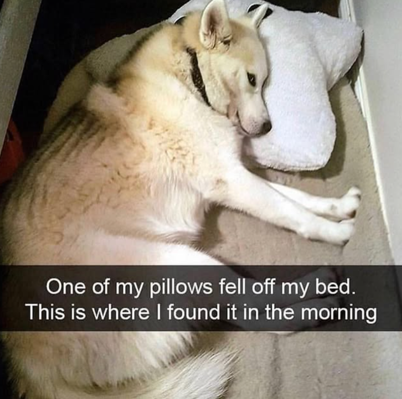 One of my pillows fell off my bed. This is where I found it in the morning