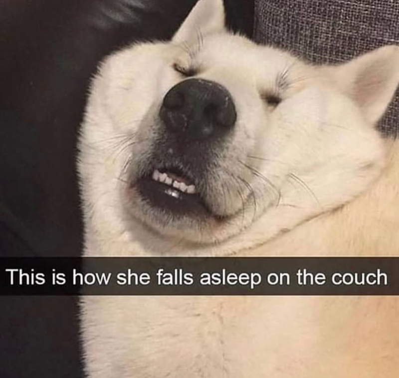 This is how she falls asleep on the couch