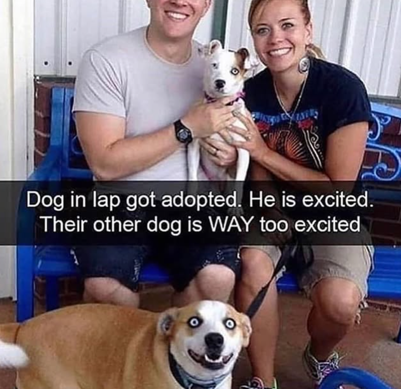 LAYERS Dog in lap got adopted. He is excited. Their other dog is WAY too excited