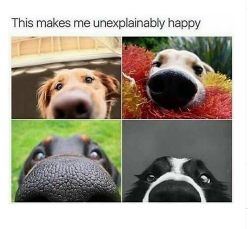 This makes me unexplainably happy